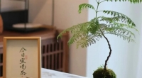黑龙江诗安特别策划｜“关爱职工孕产 共育尔滨未来”茶艺沙龙课堂活动~